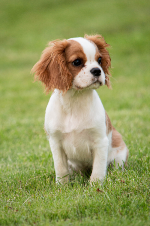 blenheim cavalier king charles spaniel sitting in grass